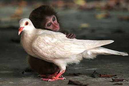 Foto Lucu : Cinta Sejati antara hewan
